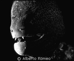 PORTRAIT OF THE VAMPIRE. Nikon 801s + 60 macro+Igloo hous... by Alberto Romeo 